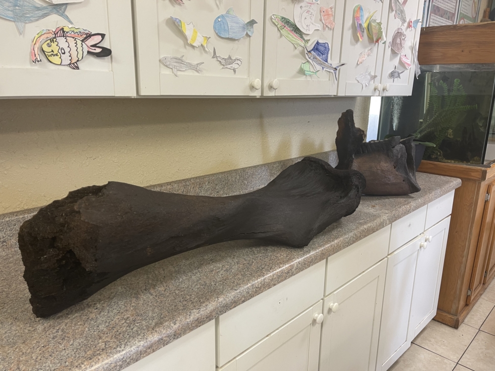 Lower School Science Teacher Mr. Sadler finds massive mammoth bone while diving